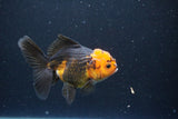 Juvenile Thai Oranda  Red Black 4 Inch (ID#1105To13b-73) Free2Day SHIPPING