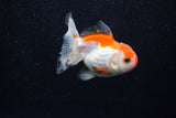 Juvenile Thai Oranda  Red White 3 Inch (ID#1203To12c-92) Free2Day SHIPPING