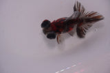 Butterfly  Calico 3.5 Inch (ID#1213B8b-48) Free2Day SHIPPING