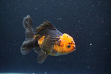 Juvenile Thai Oranda  Red Black 4 Inch (ID#1105To13b-73) Free2Day SHIPPING