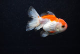 Juvenile Thai Oranda  Red White 3 Inch (ID#1203To12c-92) Free2Day SHIPPING