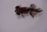 Butterfly  Calico 3.5 Inch (ID#1213B8b-48) Free2Day SHIPPING