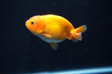 Baby Ranchu  Red White 3 Inch (ID#408R9c-19) Free2Day SHIPPING