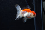 Juvenile Thai Oranda  Red White 3 Inch (ID#1203To12c-92) Free2Day SHIPPING