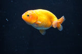 Baby Ranchu  Red White 3 Inch (ID#408R9c-19) Free2Day SHIPPING