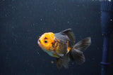 Juvenile Thai Oranda  Red Black 4 Inch (ID#1105To13b-73) Free2Day SHIPPING