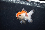 Juvenile Thai Oranda  Red White 3 Inch (ID#1203To12c-92) Free2Day SHIPPING