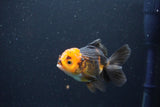 Juvenile Thai Oranda  Red Black 4 Inch (ID#1105To13b-73) Free2Day SHIPPING