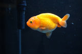 Baby Ranchu  Red White 3 Inch (ID#408R9c-19) Free2Day SHIPPING