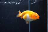 Baby Ranchu  Red White 3 Inch (ID#408R9c-19) Free2Day SHIPPING