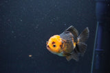 Juvenile Thai Oranda  Red Black 4 Inch (ID#1105To13b-73) Free2Day SHIPPING