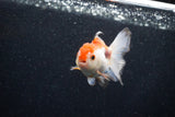 Juvenile Thai Oranda  Red White 3 Inch (ID#1203To12c-92) Free2Day SHIPPING