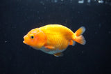 Baby Ranchu  Red White 3 Inch (ID#408R9c-19) Free2Day SHIPPING