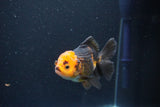 Juvenile Thai Oranda  Red Black 4 Inch (ID#1105To13b-73) Free2Day SHIPPING