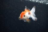 Juvenile Thai Oranda  Red White 3 Inch (ID#1203To12c-92) Free2Day SHIPPING