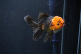 Juvenile Thai Oranda  Red Black 4 Inch (ID#1105To13b-73) Free2Day SHIPPING