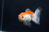 Juvenile Thai Oranda  Red White 3 Inch (ID#1203To12c-92) Free2Day SHIPPING