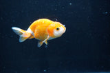 Baby Ranchu  Red White 3 Inch (ID#408R9c-20) Free2Day SHIPPING