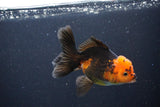 Juvenile Thai Oranda  Red Black 4 Inch (ID#1105To13b-73) Free2Day SHIPPING