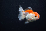 Juvenile Thai Oranda  Red White 3 Inch (ID#1203To12c-92) Free2Day SHIPPING