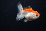 Juvenile Thai Oranda  Red White 3 Inch (ID#1203To12c-92) Free2Day SHIPPING