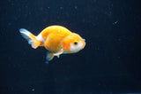 Baby Ranchu  Red White 3 Inch (ID#408R9c-20) Free2Day SHIPPING