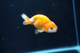 Baby Ranchu  Red White 3 Inch (ID#408R9c-20) Free2Day SHIPPING