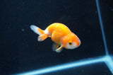 Baby Ranchu  Red White 3 Inch (ID#408R9c-20) Free2Day SHIPPING