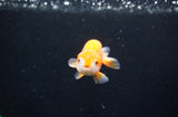 Baby Ranchu  Red White 3 Inch (ID#408R9c-20) Free2Day SHIPPING