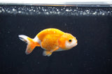 Baby Ranchu  Red White 3 Inch (ID#408R9c-20) Free2Day SHIPPING