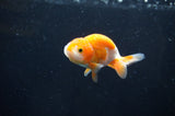 Baby Ranchu  Red White 3 Inch (ID#408R9c-20) Free2Day SHIPPING