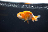Baby Ranchu  Red White 3 Inch (ID#408R9c-20) Free2Day SHIPPING