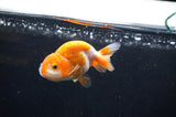 Baby Ranchu  Red White 3 Inch (ID#408R9c-20) Free2Day SHIPPING
