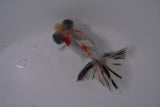 Butterfly  Calico 3.5 Inch (ID#1213B8b-49) Free2Day SHIPPING