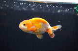 Baby Ranchu  Red White 3 Inch (ID#408R9c-20) Free2Day SHIPPING