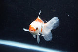 Juvenile Thai Oranda  Red White 3.5 Inch (ID#1203To12c-94) Free2Day SHIPPING