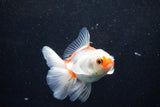 Juvenile Thai Oranda  Red White 3.5 Inch (ID#1203To12c-94) Free2Day SHIPPING