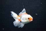 Juvenile Thai Oranda  Red White 3.5 Inch (ID#1203To12c-94) Free2Day SHIPPING