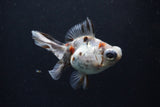 Butterfly  Calico 3.5 Inch (ID#1213B8b-50) Free2Day SHIPPING