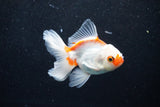 Juvenile Thai Oranda  Red White 3.5 Inch (ID#1203To12c-94) Free2Day SHIPPING