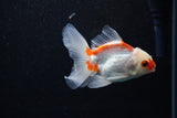 Juvenile Thai Oranda  Red White 3.5 Inch (ID#1203To12c-94) Free2Day SHIPPING