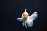 Juvenile Thai Oranda  Red White 3.5 Inch (ID#1203To12c-94) Free2Day SHIPPING