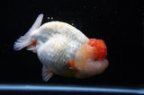Jumbo Lionchu  Red White 5 Inch (ID#228R12a-110)