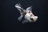 Butterfly  Calico 3.5 Inch (ID#1213B8b-50) Free2Day SHIPPING