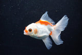 Juvenile Thai Oranda  Red White 3.5 Inch (ID#1203To12c-94) Free2Day SHIPPING