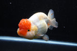 Jumbo Lionchu  Red White 5 Inch (ID#228R12a-110)