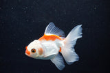 Juvenile Thai Oranda  Red White 3.5 Inch (ID#1203To12c-94) Free2Day SHIPPING