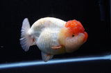 Jumbo Lionchu  Red White 5 Inch (ID#228R12a-110)