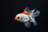 Juvenile Thai Oranda  Red White 3.5 Inch (ID#1203To12c-94) Free2Day SHIPPING