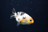 Baby Ranchu  Calico 2.5 Inch (ID#408R9c-22) Free2Day SHIPPING